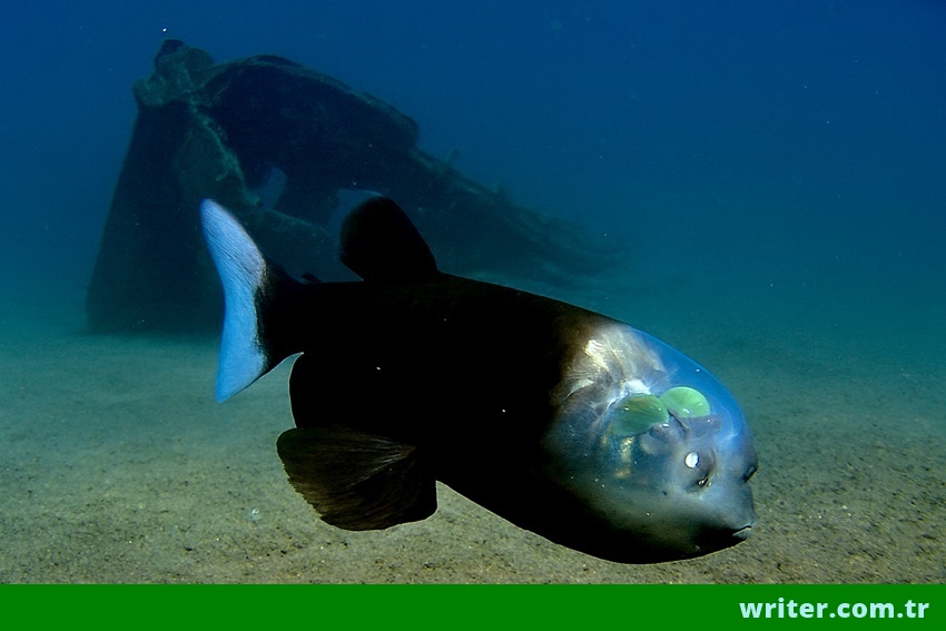 writer.com.tr fish story,Barreleye fish swim in the depths of the ocean next to the sunken ship.